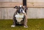 PRACHTIGE AMERICAN BULLY PUP, Dieren en Toebehoren, Honden | Bulldogs, Pinschers en Molossers, België, 15 weken tot 1 jaar, CDV (hondenziekte)
