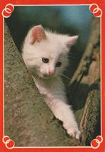 KATJE  IN  BOOM, Verzamelen, Postkaarten | Dieren, Verzenden, Ongelopen, Hond of Kat
