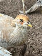 Gele Goudfazant Haan 2024, Dieren en Toebehoren, Pluimvee