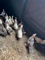 Jongen barberie eenden, Dieren en Toebehoren, Pluimvee, Meerdere dieren, Eend