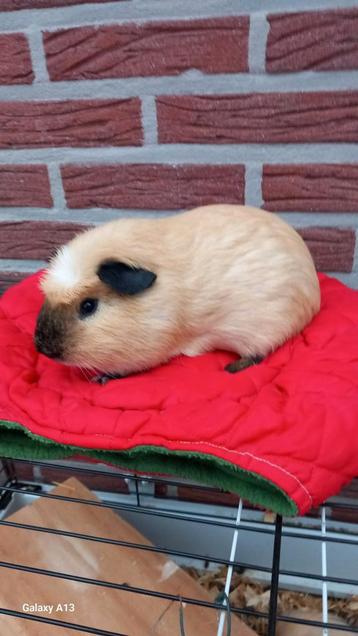 Cavia beertje gladhaar crème california., Mâle, Cobaye, Domestique