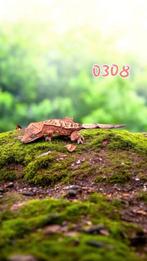 Crested gecko wimpergekko