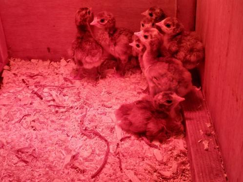 LAATSTE KANS: Rode Ardenner kalkoenkuikens, Dieren en Toebehoren, Pluimvee, Kalkoen, Geslacht onbekend