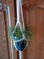 hangplant in stenen pot met macramé koord 12€, Huis en Inrichting, Ophalen, Vetplant