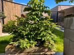 Bonsai carpinus bos, Jardin & Terrasse, Plantes | Arbres, Enlèvement ou Envoi