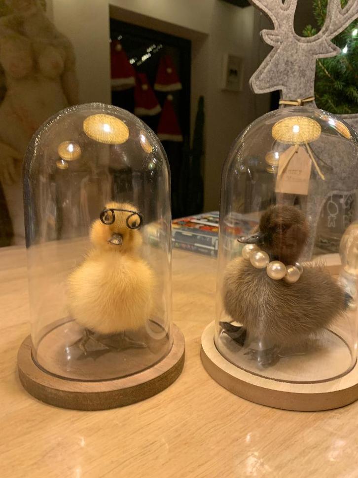 Can’art rariteitencabinet taxidermie eendenkuikentje stolp, Collections, Collections Animaux, Neuf, Animal empaillé, Animal de ferme