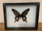Grote waardevolle tropische vlinder in 3D kader, Verzamelen, Ophalen of Verzenden, Zo goed als nieuw