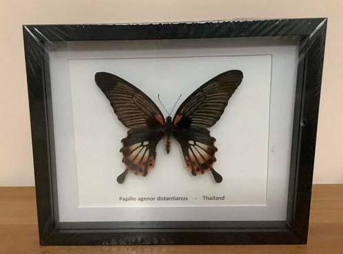 Grote waardevolle tropische vlinder in 3D kader, Verzamelen, Dierenverzamelingen, Zo goed als nieuw, Ophalen of Verzenden