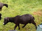 Bok te koop, Mannelijk, Schaap, 0 tot 2 jaar