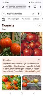 Tomaten zaden te koop of ruil, Ophalen of Verzenden, Voorjaar, Volle zon, Zaad