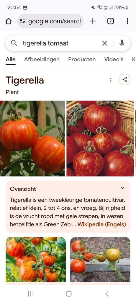 Tomaten zaden te koop of ruil, Tuin en Terras, Bloembollen en Zaden, Zaad, Voorjaar, Volle zon, Ophalen of Verzenden