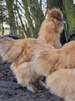 Buff haan usa zijdehoenders, Dieren en Toebehoren, Mannelijk, Kip