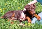 Dobermann puppy, Dieren en Toebehoren, Honden | Bulldogs, Pinschers en Molossers, België, Fokker | Hobbymatig, 15 weken tot 1 jaar
