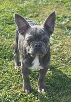 Superlief blauwgrijs franse bulldog pups reutje, Dieren en Toebehoren, Honden | Bulldogs, Pinschers en Molossers, België, Fokker | Hobbymatig