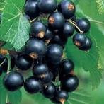 Cassis, Tuin en Terras, Ophalen