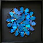 Magnifique Kaléidoscope de Morpho Didius sous cadre 50x50 cm, Insecte, Animal empaillé, Enlèvement ou Envoi, Neuf
