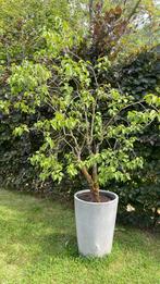 Sering wit incl bloempot, Tuin en Terras, Ophalen