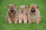 Chow Chow pups te koop, CDV (hondenziekte), Meerdere, 8 tot 15 weken, Meerdere dieren