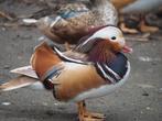 Mandarijnen, Dieren en Toebehoren, Pluimvee, Meerdere dieren, Eend