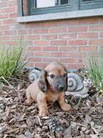 Langharige teckel pups, België, Fokker | Hobbymatig, CDV (hondenziekte), 8 tot 15 weken