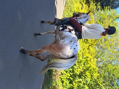 Paardrij  lessen en coaching, Animaux & Accessoires, Chevaux & Poneys | Autres trucs de cheval, Neuf, Enlèvement