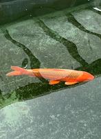 Mooie grote koi ong .75 cm, Dieren en Toebehoren, Vissen | Vijvervissen, Karper of Koi