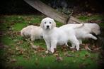 Golden Retriever pups, Dieren en Toebehoren, Golden retriever, België, CDV (hondenziekte), 8 tot 15 weken