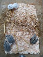 Russische dwerghamsters, Dieren en Toebehoren, Knaagdieren