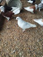 Wit figurita duifje, Dieren en Toebehoren, Vogels | Duiven