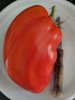 3 zaden tomaat Cuore Antico di Acqui Terme - vleestomaat, Tuin en Terras, Bloembollen en Zaden, Verzenden, Voorjaar, Zaad