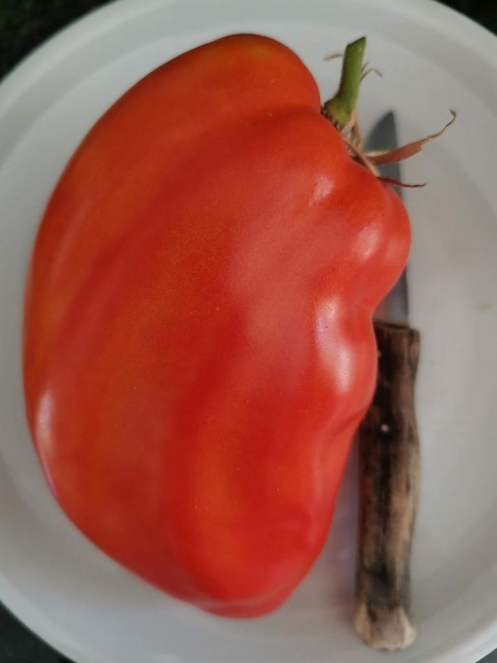 3 graines - très grosse tomate Cuore Antico di Acqui Terme, Jardin & Terrasse, Bulbes & Semences, Graine, Printemps, Envoi