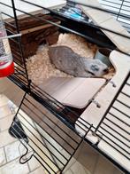 Goudhamster met kooi., Dieren en Toebehoren, Knaagdieren