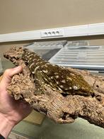 0.1 Rhacodactylus leachianus Koghis Tröger line X Nu Ami, Hagedis, Met terrarium, 3 tot 6 jaar