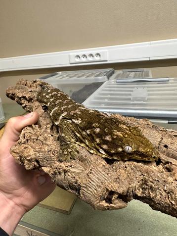 0.1 Rhacodactylus leachianus Koghis Tröger line X Nu Ami beschikbaar voor biedingen