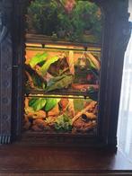 Mooie tararium met antiek kast, Dieren en Toebehoren, Reptielen en Amfibieën | Toebehoren, Ophalen of Verzenden, Zo goed als nieuw