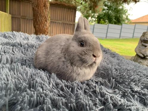 Kleurdwerg feh rammetje, Dieren en Toebehoren, Konijnen, Dwerg, Mannelijk