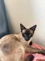 Siamees kat gratis ophalen, Kater, Ingeënt, 0 tot 2 jaar