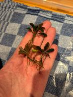 Bucephalandra 'Godzilla', Ophalen of Verzenden, Nieuw, Plant(en), Steen of Hout