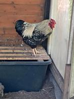 Wyandotte kriel haan, Dieren en Toebehoren