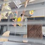 een koppel valkparkieten te koop, Dieren en Toebehoren