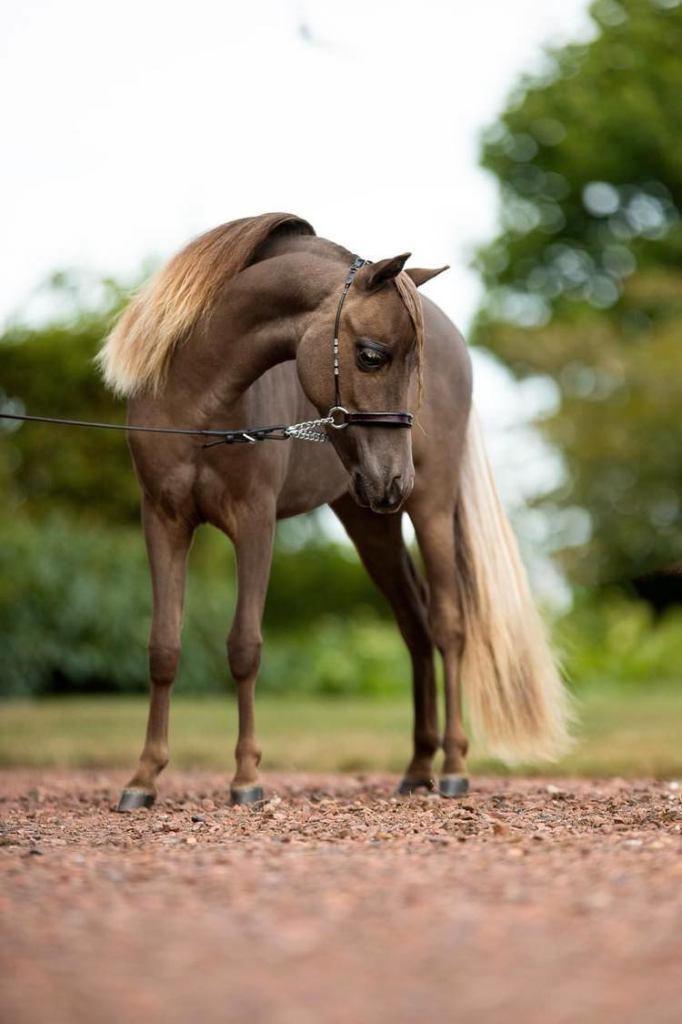 AMHA / NMPRS mini merrie, Dieren en Toebehoren, Pony's, Merrie, Met stamboom, Gechipt, Ontwormd