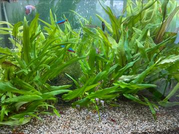 Plantes aquarium fougère de Java, Enlèvement