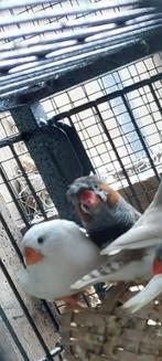 diamants mandarins, Dieren en Toebehoren, Ophalen