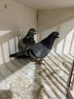 Hoogevliegers tiplers, Dieren en Toebehoren, Vogels | Duiven