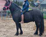 Zwarte parel B pony, Dieren en Toebehoren, B