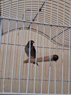 Oiseaux  chanteurs, Animaux & Accessoires, Mâle, Oiseau chanteur sauvage, Bagué