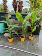 Canna indica, Tuin en Terras, Planten | Tuinplanten, Ophalen, Zomer
