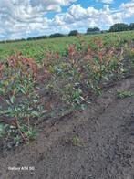 Photinia frasseri red robin, glansmispel tot 100 cm, Ophalen of Verzenden