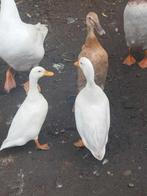 Indische loopeenden,  mannelijke witte gans , Hollandse kwa