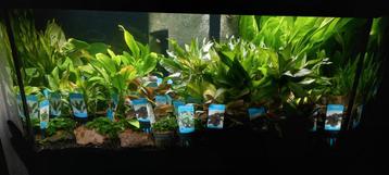 Aquariumplanten beschikbaar voor biedingen